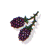 blackberry(blackberries)